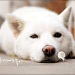 여기사람들 참 <b>단순</b>하네