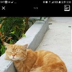 [드루와] 울집냥이 자는거 꿀<b>귀임</b>ㅋㅋ
