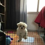 댕댕이는 정말 좋은<b>생명체야</b>...