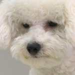 [댓글부탁해] 나 노래로 꿈 정해도될까..?