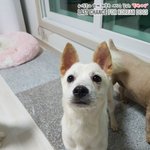 [<b>동행</b>세상] 안락사에서 구조한 아이들 가족이 되어주세요.