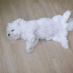 [드루와] 우리<b>집</b> 댕댕이 사진 푼다
