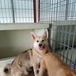 [강아지] 시골마을을 떠돌던 쫑이