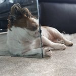 복숭아 <b>갈변</b>된거 먹어도 됨??