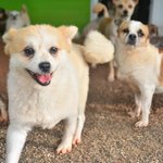 애정/포메라이언/여아/5kg/3살  *갈색과 <b>흰색</b>털의 조화가 너무 예쁜...