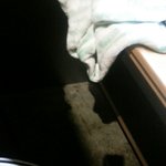 [19] 아무도안보겠지만 ++)개웃굨ㅋㅋㅋㅋㅋ <b>담요</b>랑 뽀뽀함