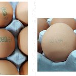 [EXO] 살충제 계란="08마리" "08<b>LSH</b>"