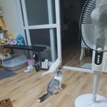 <b>세젤귀</b> 고양이 달이+별이 9탄