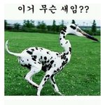 나 <b>케잌</b> 볶음밥 커피 처먹은애야