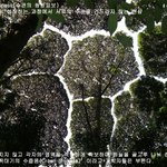 꼭대기의 <b>수줍음</b>