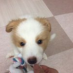 [<b>도도</b>,차차] 예비 확대범 입니다.