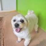 <b>맑음</b>/말티즈/남아(중성화 완료)/2세/3kg  * 순둥순둥하고 맑은...