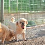 료)/2살/3kg  행복 가득한 <b>나날</b>들을 왕자에게 선물해주세요.