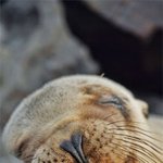 멍뭉이스러운 바다<b>사자</b> 일상