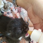 [30대남자] 1년전 길에서 죽어가던 고양이 키우게 된 사연