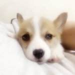 [코코<b>모카</b>] 코코 <b>모카</b> 크림이#4