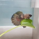 [물고기] 반전얼굴 넷째 <b>베타</b>