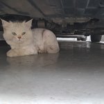 강남구 <b>논현동</b> 고양이 잃어버리신분 안계시나요...
