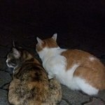 [댓글부탁해] 우리 동네 귀요미들 보고가ㅠㅠㅠ