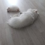 [강아지] 스피츠 볼리<b>아리</b> 겸둥이들..스압.ㅋ