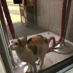 [고양이] 길고양이 도와주고싶어요! ㅠㅠ