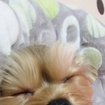 [강아지] 방자,여섯번째이야기