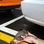 [꼭봐주시길] 차 주인분들 차 <b>시동</b> 걸때 한번 쯤은 밑에  고양이...