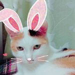 [퐁타네] 퐁타 얼굴로 놀기