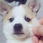 [추반] <b>재업</b>미안 스파오 후드집업 사이즈 좀 봐주라