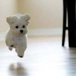 [드루와] 진심 강아지 키우고 싶다 강아지랑 산책 가고 싶다