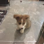 아기<b>웰시</b>코기 분양받아야할까요?  귀엽네요