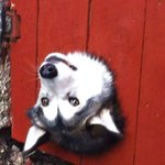 아이폰6s<b>실버</b>가 나아 7<b>실버</b>가 나아??