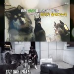 강아지 <b>서열</b>을 방치하면 안되는 이유
