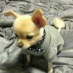 애나벨 <b>장산</b>범 추반 좀