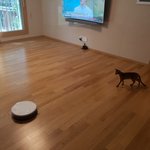 [고양이] 라떼 <b>성장</b>일기 (5개월차)