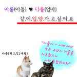 이렇게 예쁜데 왜 같이 <b>입양</b>갈 수 없나요???(고양이<b>입양</b>해주세요)