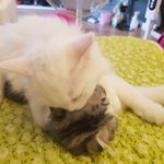 <b>세</b>젤귀 고양이 <b>달</b>이 +별이 10탄