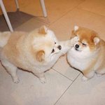 [<b>아</b>ㅠㅠㅠㅠ] 얘들아진짜<b>나</b>개ㅈ댔어자살해야돼이건