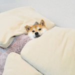 [댓글부탁해] 인증함)일본인인데 일본어로 <b>답글</b>달아줄게!^0^