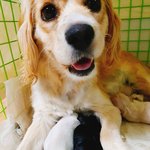 [꼭조언부탁] 아기강아지7마리를 살려주세요ㅠㅠㅠ