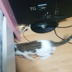 [댓글부탁해] 길냥이<b>집</b>에데려<b>옴</b>