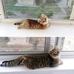 <b>덩치</b>만 훌쩍 커버린 내 냥이들
