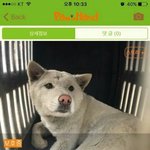 [강아지] 골반골절로 안락사 명단에 오른 <b>행운</b>이