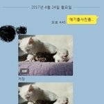 [고양이] <b>카누</b>와레오(1)