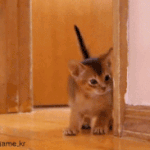 J야 보고<b>시포</b>~