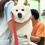 <b>따끈</b>말랑크림치즈