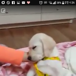 이 강아지 무슨<b>종류</b>야?? 급급