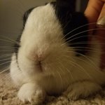 [<b>동물</b>사랑방] 우리집 더치토끼 오레오 2