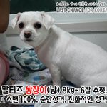 [<b>동행</b>세상] 안락사에서 구조 말티즈 쌈장이