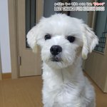 [<b>동행</b>세상] 안락사에서 구조 말티즈 코모
